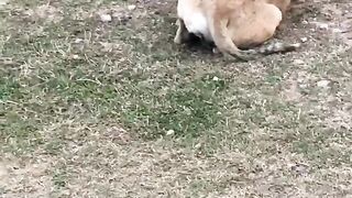 Dog feeding her baby