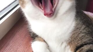 cute cat meowing#