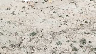 Beautiful birds 2