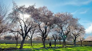 Nature of Skardu valley  Blossom