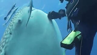 Big fish ???? 2