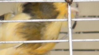 Canary Bird Sounds | Yellow Birds sounds #canari #canario #kanari #kanári #bird #birdsounds #shorts