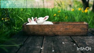 Cute rabbits ????????????