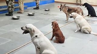 CISF Dog