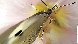 Butterfly on flowers
