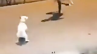 ????????????????????????????????Dog caught the man????????????????