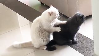 Animal massage