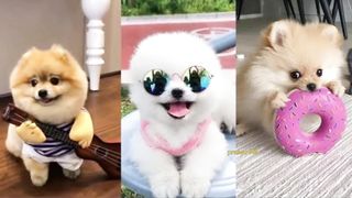COMPILATION VIDEO OF POMERANIAN PUPPIES Laugh????playing