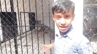 Mera tiger gea