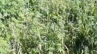 How goats graze grass?/Beauty of world/sohailT22vlog
