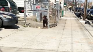 Rottweiler catching on street car parking