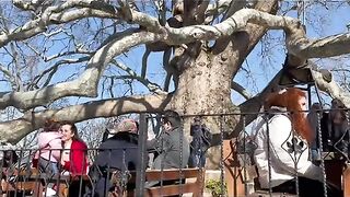 Otomon empire tree of dreams