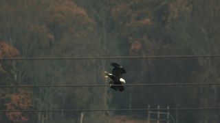 Voici l'aigle qui a choqué l'humanité