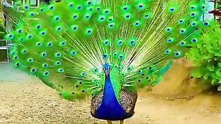 #shortvideo #love#viralvideo #trendingshorts #shortsviral #youtubeshorts
