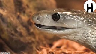 Voici les serpents les plus dangereux au monde