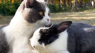 So sweet my kitty