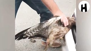 Voici des animaux qui ont demandé de l'aide aux humains