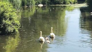 Voici l'histoire qui a choqué le monde animal