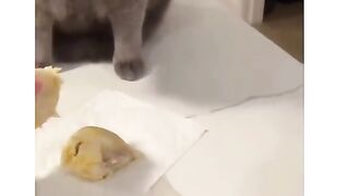 Cats don't like durian