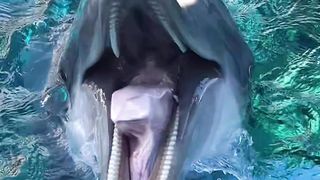 Dolphin Fish Enjoy In Water Funny Mod