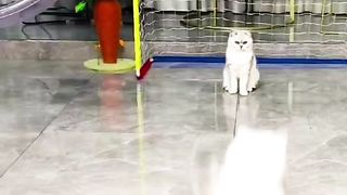 Lovly cats playing