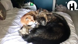Voici l'amitié qui a choqué le monde animal