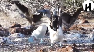 Voici les animaux les plus rares au monde