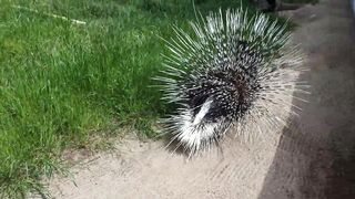 Try Not To Laugh Watching Funny Animals Compilation | Funniest Animals Vines 2019 2