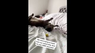 Funny cat  moments
