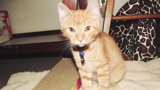 L'histoire de ce chat a choqué l'humanité