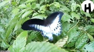 Voici les animaux les plus grands de leurs espèces