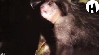 Voici les animaux les plus étranges au monde
