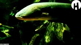 Voici pourquoi les animaux ont peur de l'anguille électrique