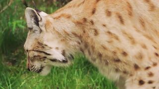Un lynx enceinte pleure et supplie une Mamie de l'aider, ce qui s'est passé après a choqué l'humanité