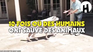Voici les animaux qui ont été sauver par des humains