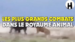 Voici les combats les plus étranges dans le monde animal