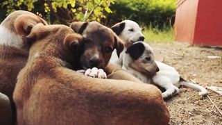 Voici la naissance qui a choqué le monde canine