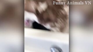 Best of funny animal videos - Funniest animals vines 2021 - Funny Animals Planet #2