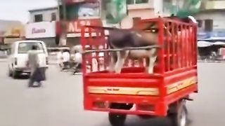 Funny videos on