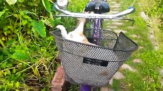 My pet white cat relaxing on the bye-cycle