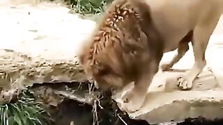 Lion drinking water