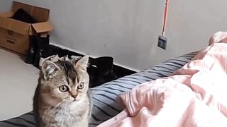 cute kitty#catslover