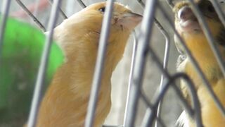 Canary Bird Kissing ❤️