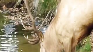 Moose attacked