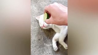 unniest Animals ???? Funny Cats and Dogs Videos 2023 ???????? Part 3.