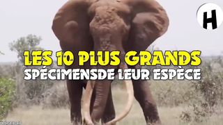 Voici les animaux les plus grands de leurs espèces 2