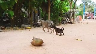 Very funny animal fight ????