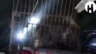 Voici les animaux qui ont demandé de l'aide aux humains