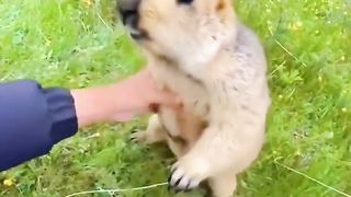 Tik tok animal