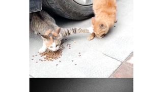 FUNNY CATS COMPILATION 2023 Best Funny Cat Videos !